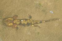 Salamandra salamandra