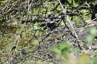 Pelophylax kl. esculentus