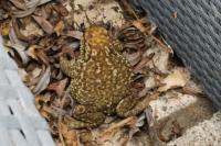 Bufo spinosus