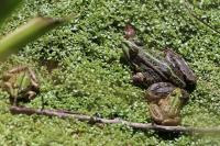 Pelophylax