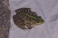 Pelophylax