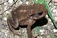 Bufo sp(spinosus/bufo)