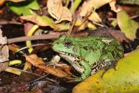 Pelophylax