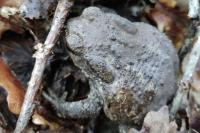 Bufo sp(spinosus/bufo)