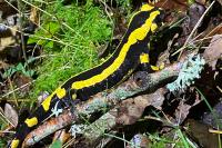 Salamandra salamandra