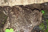 Bufo spinosus