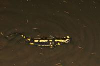 Salamandra salamandra