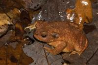 Bufo sp(spinosus/bufo)