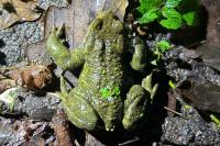 Bufo sp(spinosus/bufo)
