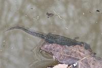 Lissotriton helveticus