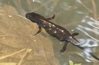 Lissotriton helveticus