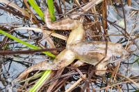 Rana dalmatina