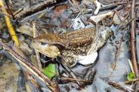 Bufo spinosus