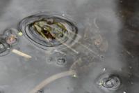 Pelophylax