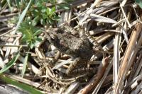 Pelophylax