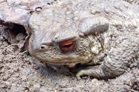 Bufo sp(spinosus/bufo)