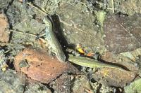 Lissotriton helveticus
