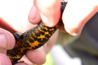 Triturus cristatus
