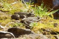 Pelophylax ridibundus