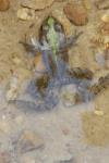 Pelophylax kl. esculentus