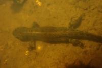Triturus marmoratus
