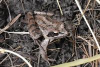 Rana dalmatina