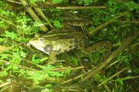 Pelophylax ridibundus