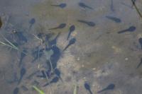 Bufo sp(spinosus/bufo)