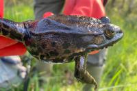 Pelophylax ridibundus