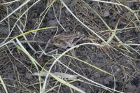 Rana dalmatina