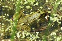 Pelophylax