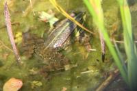 Pelophylax ridibundus