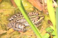 Pelophylax ridibundus