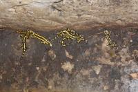 Salamandra salamandra