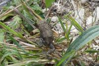 Bufo sp(spinosus/bufo)