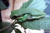 Hyla arborea