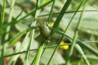 Hyla arborea