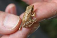 Rana dalmatina