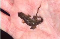 Lissotriton helveticus