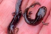 Salamandra salamandra