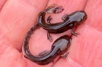 Salamandra salamandra