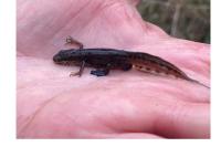 Lissotriton helveticus