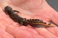 Triturus marmoratus
