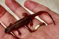 Lissotriton helveticus