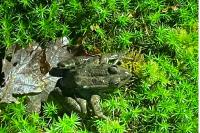 Pelophylax