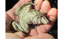 Pelophylax