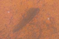 Salamandra salamandra