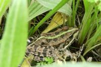 Pelophylax