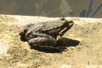 Pelophylax ridibundus