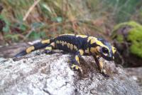 Salamandra salamandra
